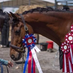 Meet your Posher, Isabella